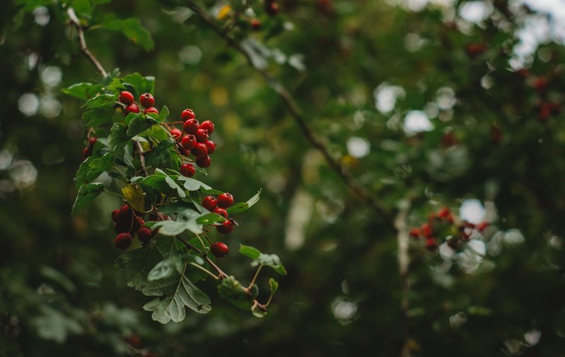 Vibrant red hawthorn berries on a branch, surrounded by lush green leaves.