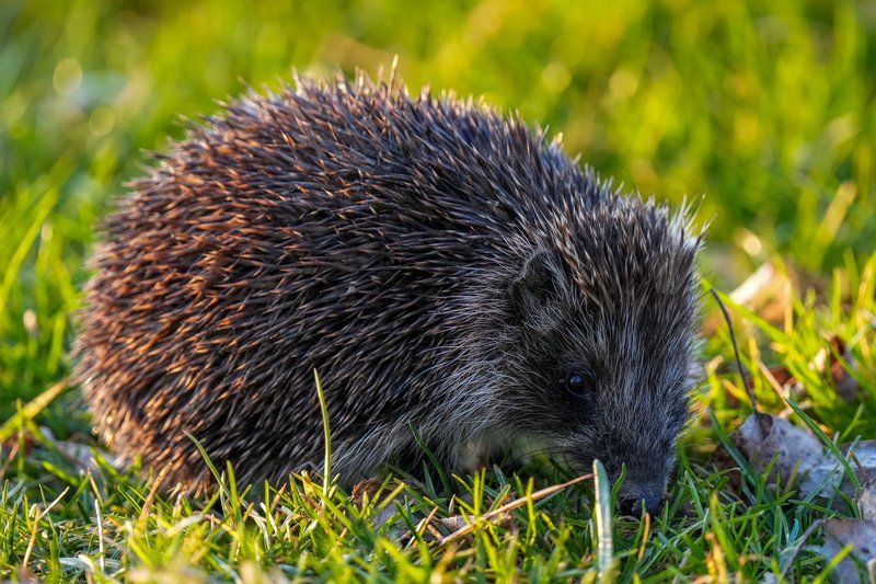 A detailed close-up of a European hedgehog foraging in lush green grass.