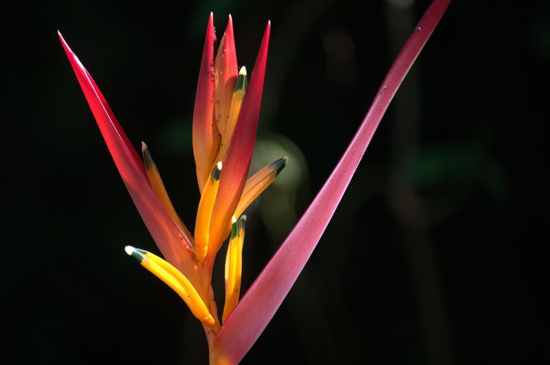 Close-up of a colorful Heliconia flower in Guaratuba, Brazil. Vivid detail and summer vibes.