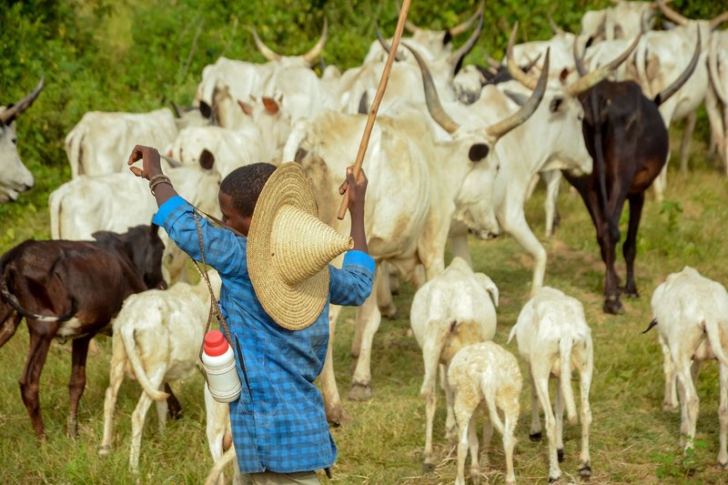A young herder in a straw hat leads a herd of cattle through a lush green field on a sunny day.