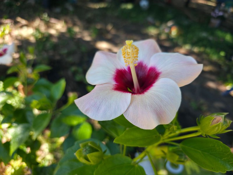Detailed shot of a beautiful hibiscus flower with vibrant colors.