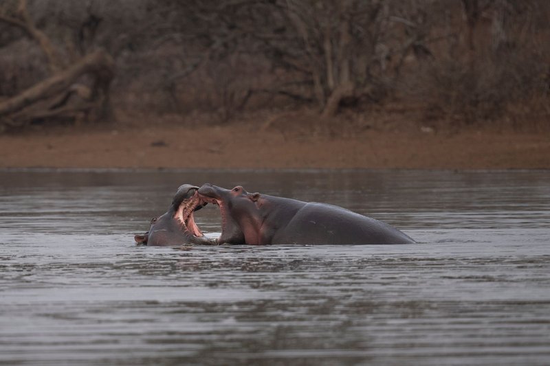 Captivating scene of two hippos playing in South African waters, showcasing wildlife behavior.