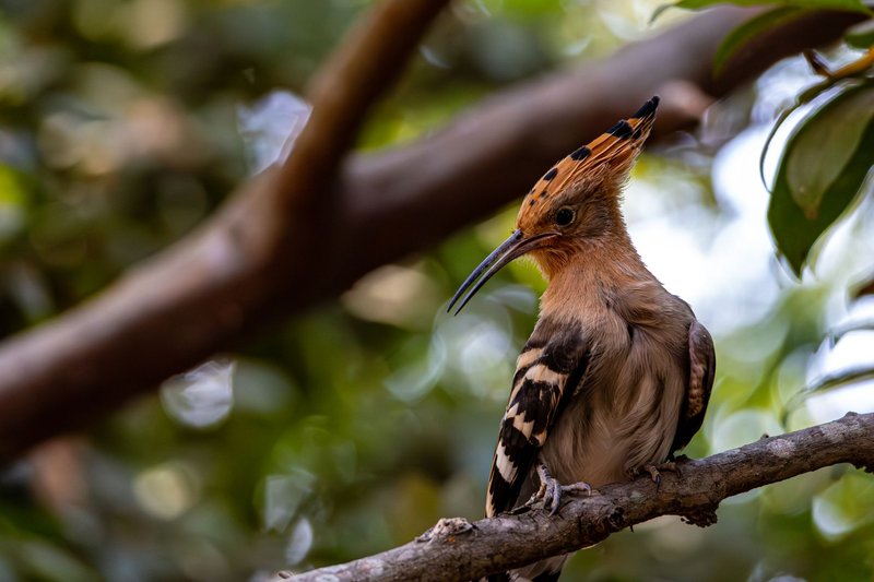 Eurasian hoopoe perched on a tree branch, showcasing its vibrant crest and striking plumage.