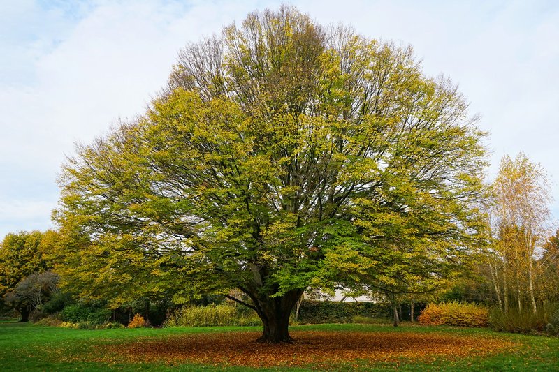 A large tree with colorful autumn leaves in a serene outdoor setting in Salisbury, UK.