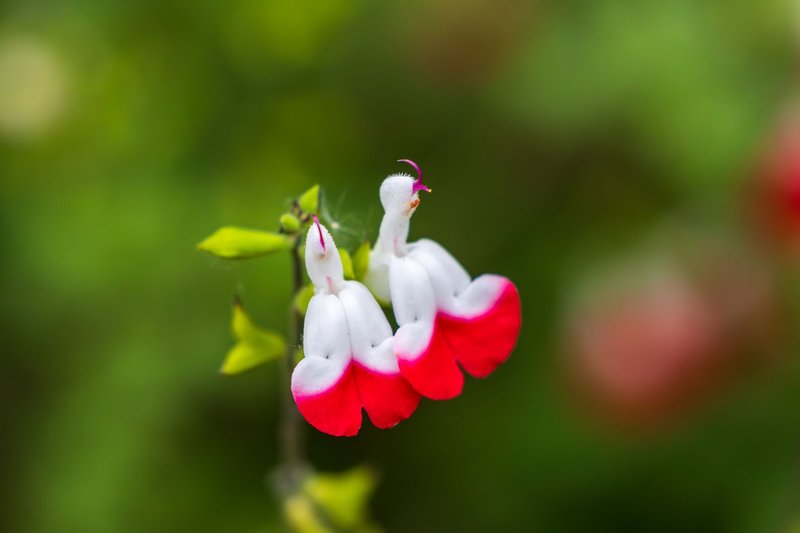 Detailed macro shot of hot lips salvia flowers with bright red and white petals.