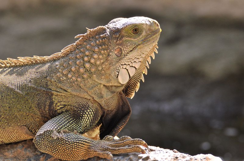 A stunning close-up of a green iguana basking in the sun, showcasing its textured scales and vivid colors.