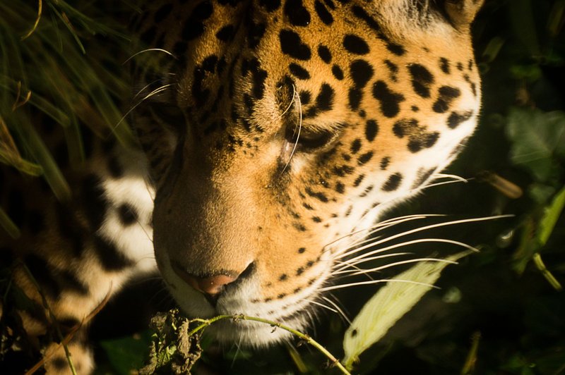 Detailed close-up of a jaguar amidst lush vegetation, highlighting its stunning fur patterns.
