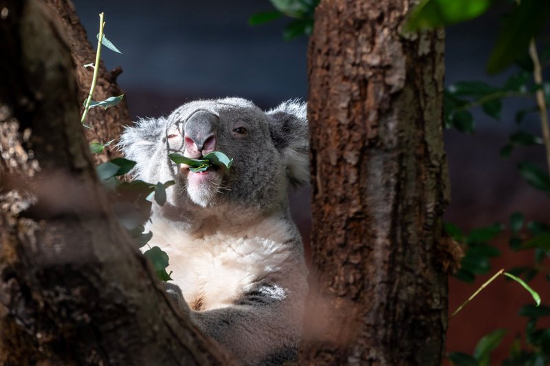 Koala enjoying eucalyptus leaves in a tranquil forest setting.