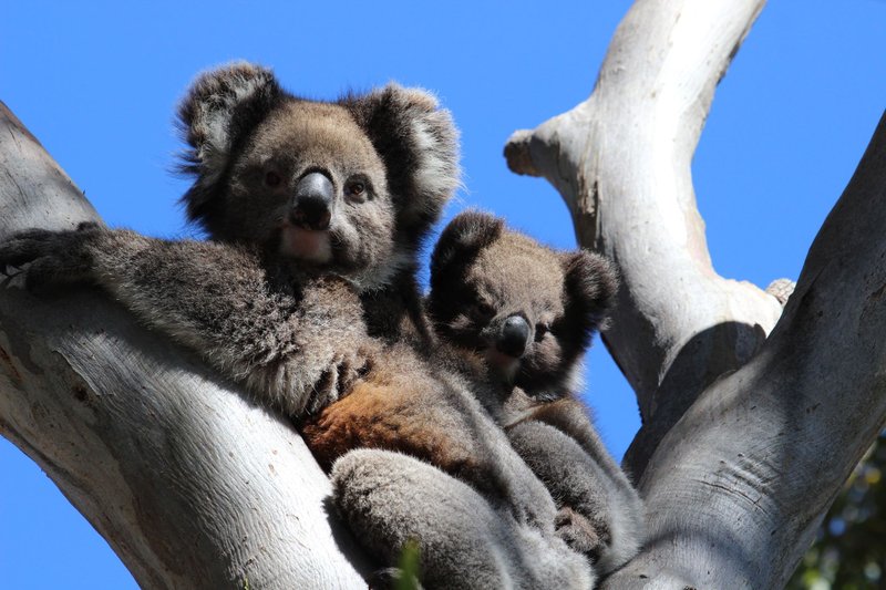 Two adorable koalas resting on a tree branch under a clear blue sky.