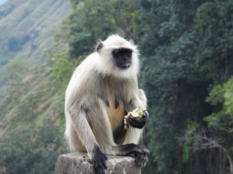 A gray langur sits on a stone, holding food amidst a lush forested area.