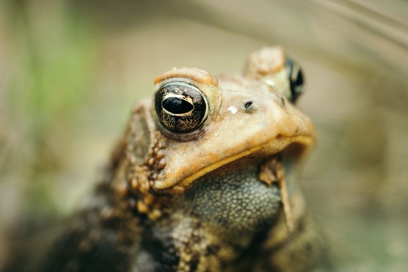 Captivating macro shot of a toad showcasing its detailed texture and eyes.