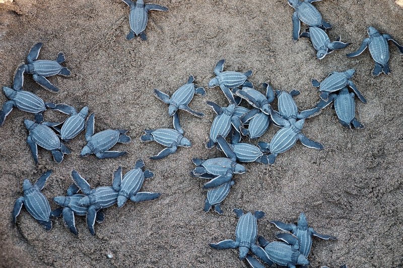 Newly hatched leatherback turtles crawling on the sand in Puerto Rico.