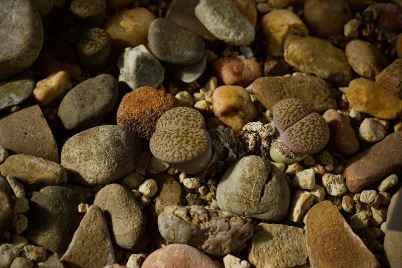 Lithops plants blend with surrounding pebbles showcasing nature's remarkable camouflage.