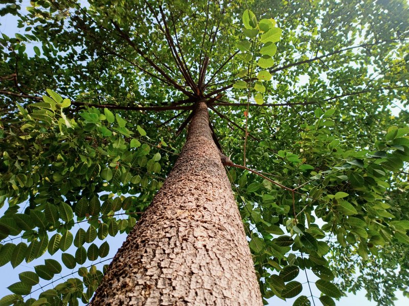 A majestic tree view from below showing the detailed bark and lush green leaves under a bright sky.