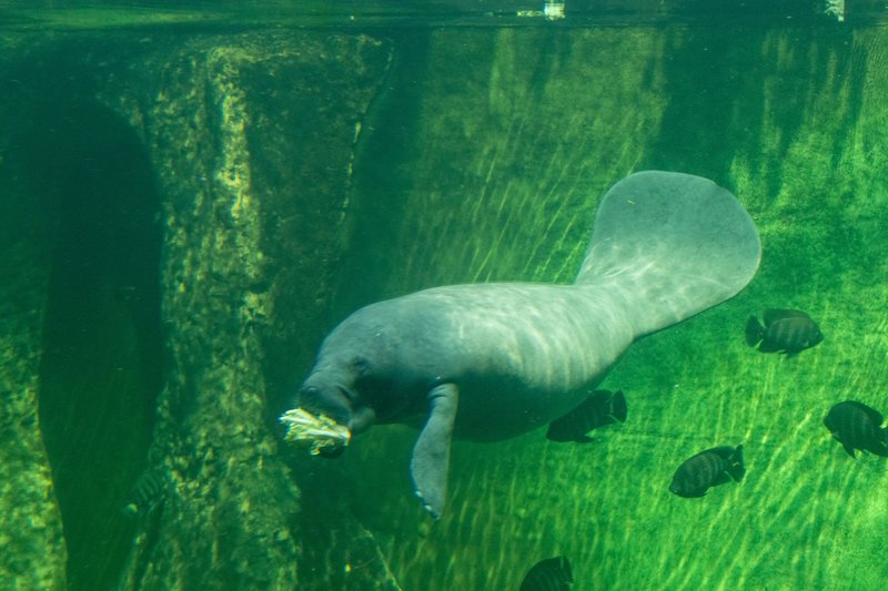 African manatee seen swimming and eating underwater, showcasing aquatic marine life.
