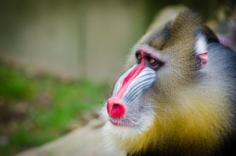 Stunning close-up of a colorful male mandrill in its natural habitat.