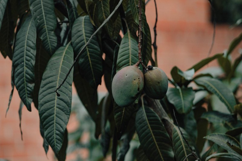 Two ripe mangoes hanging on a lush green tree in an outdoor setting.