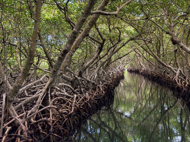 Explore the tranquil beauty of a mangrove tunnel in Roatan, Honduras, with serene reflections.