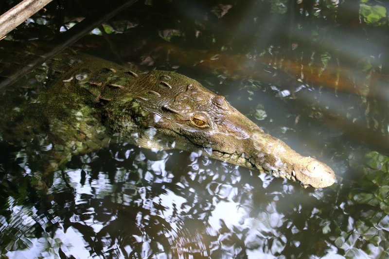 A crocodile partially submerged in the reflective waters of a tropical swamp in Panama, showcasing its natural habitat.