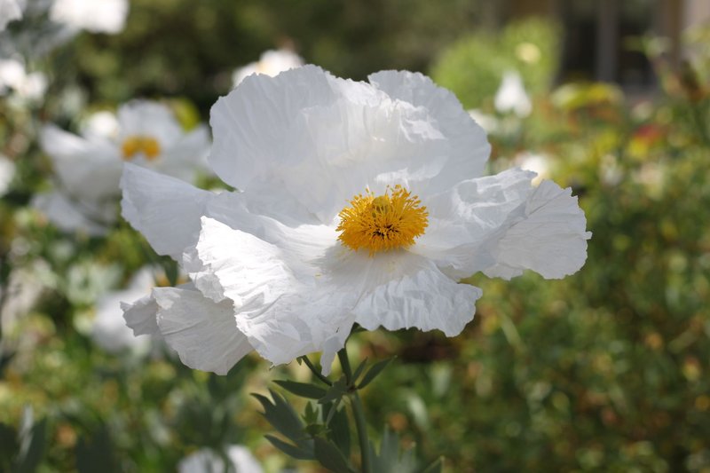 A beautifully detailed close-up of blooming Romneya Coulteri with white petals and a yellow center.