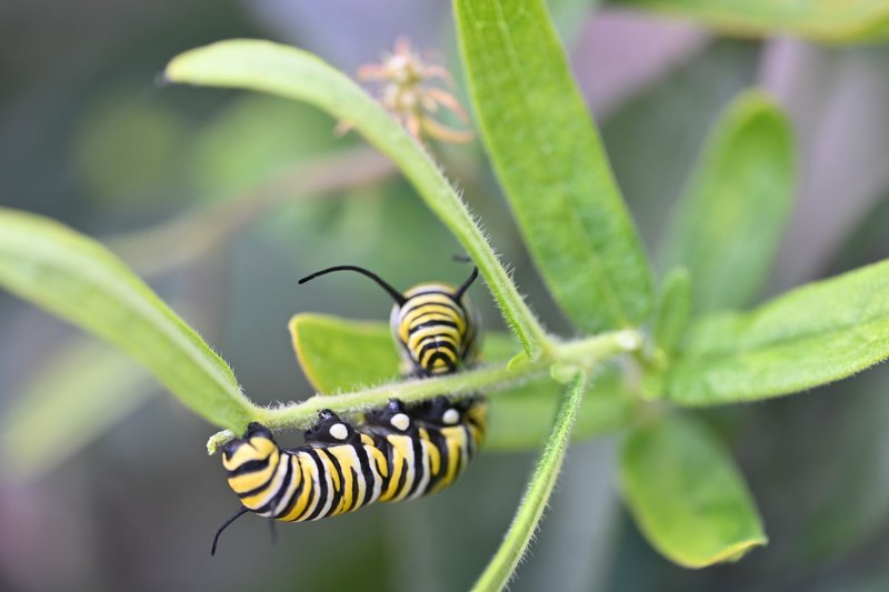 Vivid close-up of a Monarch caterpillar (Danaus plexippus) on a green leaf.
