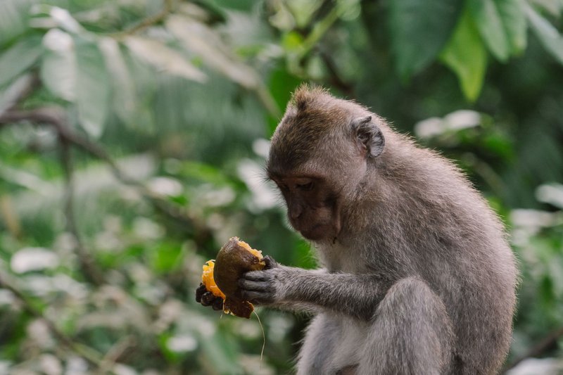 A macaque monkey enjoying fruit in a natural outdoor setting.