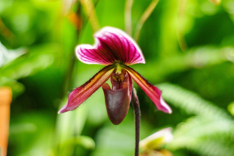 Vibrant Paphiopedilum orchid with lush green background, showcasing its unique shape and colors.