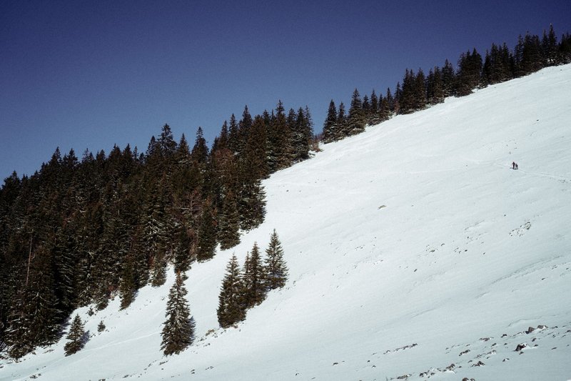 A serene snowy slope with fir trees in the Bavarian Alps, Germany.