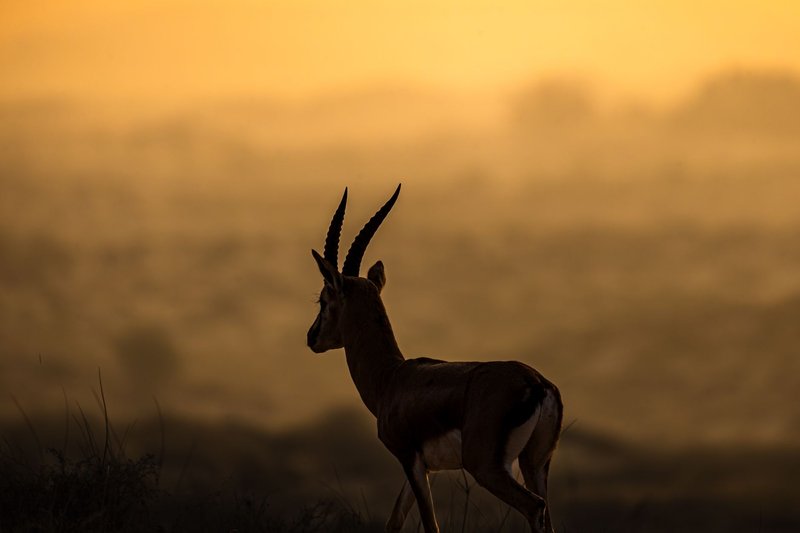 A mountain gazelle stands elegantly against a glowing sunset in the UAE desert.