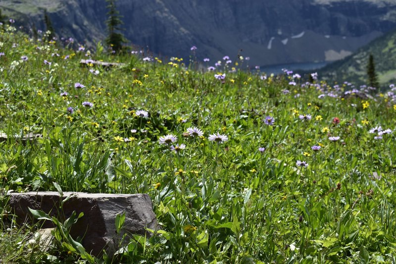 Beautiful wildflower meadow with vibrant blooms in Montana's summer mountains.