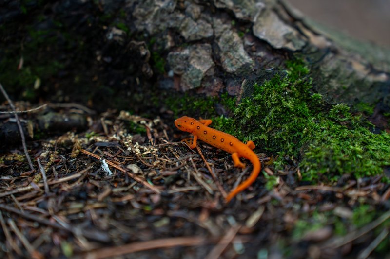 Close-up of Eastern Red-Spotted Newt exploring a mossy forest floor, showcasing its vivid orange color.