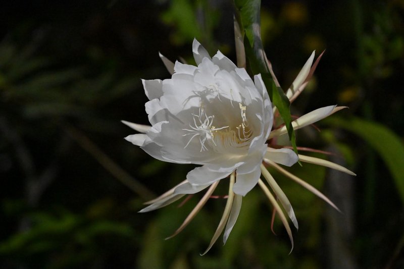 A stunning close-up of a night-blooming cereus flower illuminated against a dark background.
