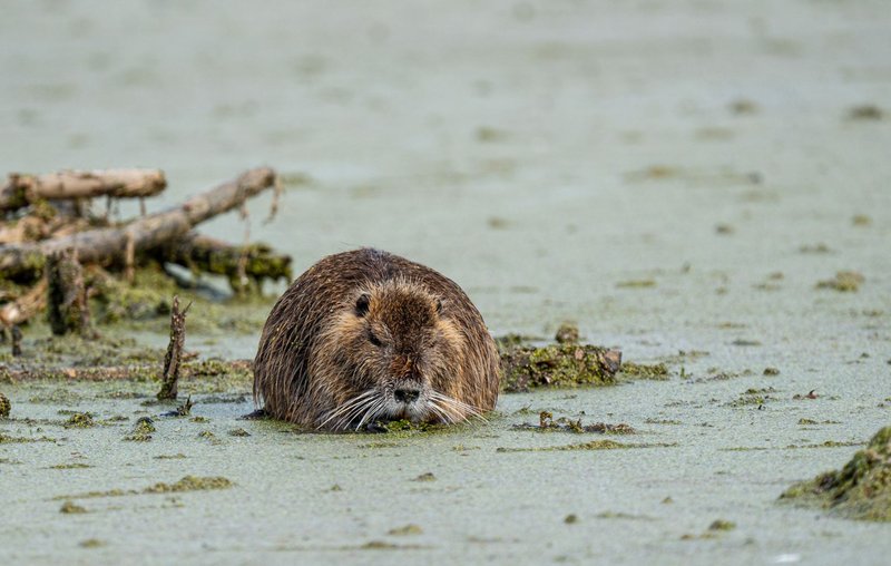 Close-up of a nutria in a swamp, highlighting its fur and environment.