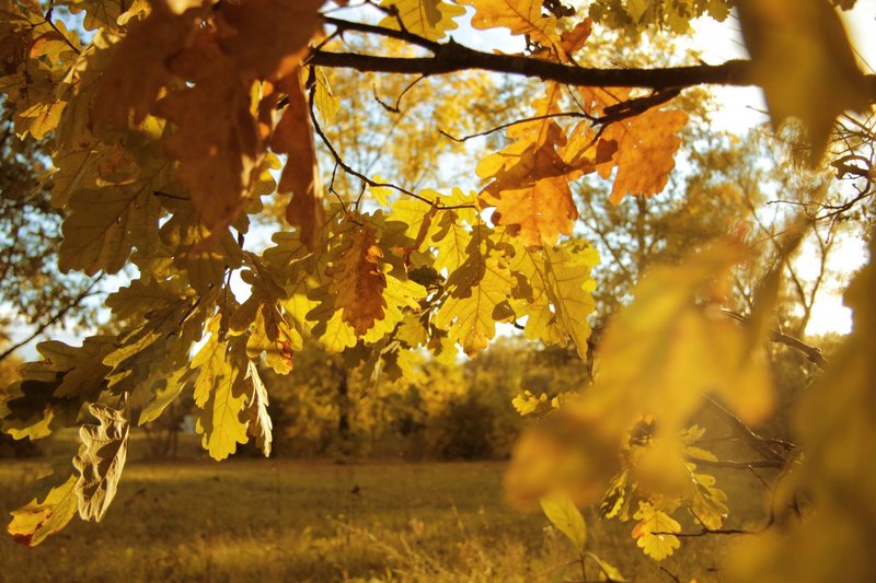 Close-up of golden oak leaves backlit by warm autumn sunlight in a serene forest setting.