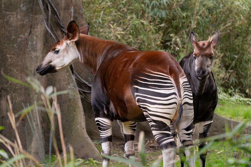 Two okapis standing in a forest clearing, showcasing unique stripes and coloring in a natural setting.