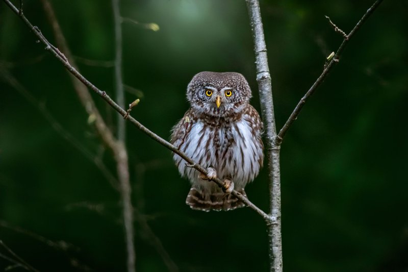 Eurasian Pygmy Owl (Glaucidium passerinum) perched on branch with blurred green background.