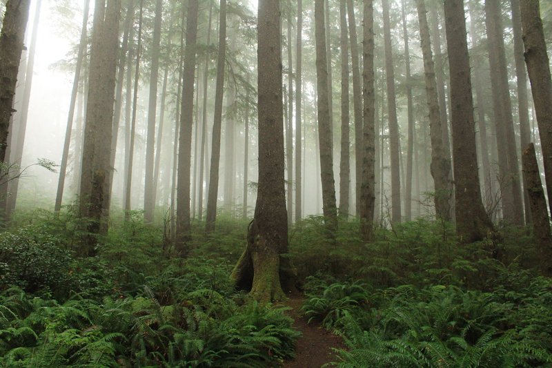 Serene forest with ferns and fog in Olympic National Park, WA.