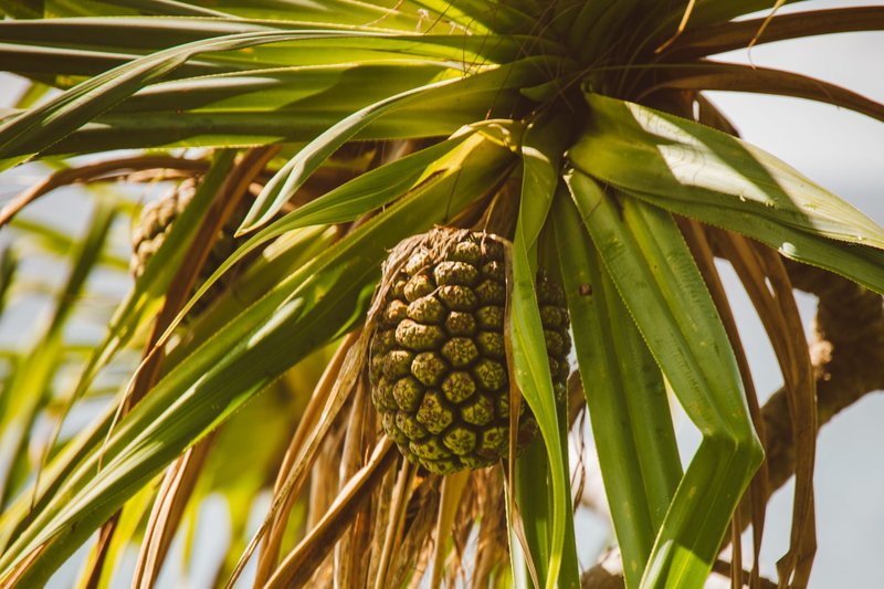 Detailed image of pandanus fruit and leaves in a tropical setting, vibrant and exotic.