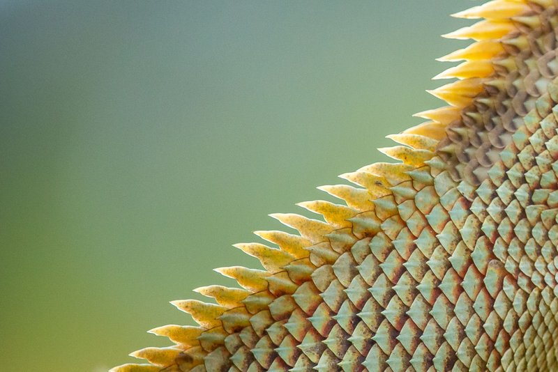 Detailed macro shot showing intricate pattern and texture of reptile scales.