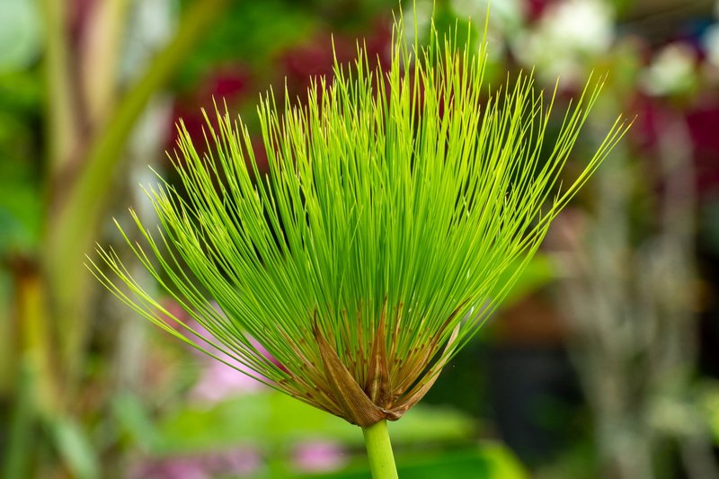 Close-up of a lush Cyperus papyrus plant with vibrant green fronds in a botanical garden.