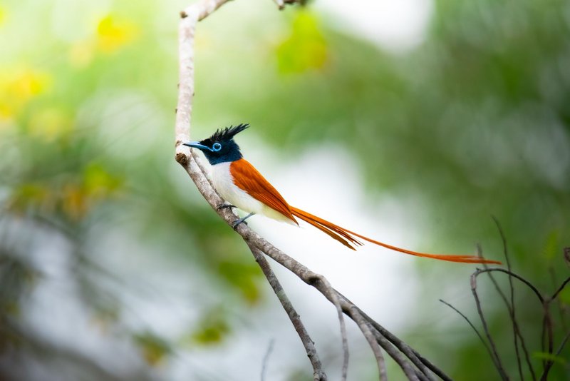 Stunning Indian Paradise Flycatcher with vibrant colors perched on a branch.