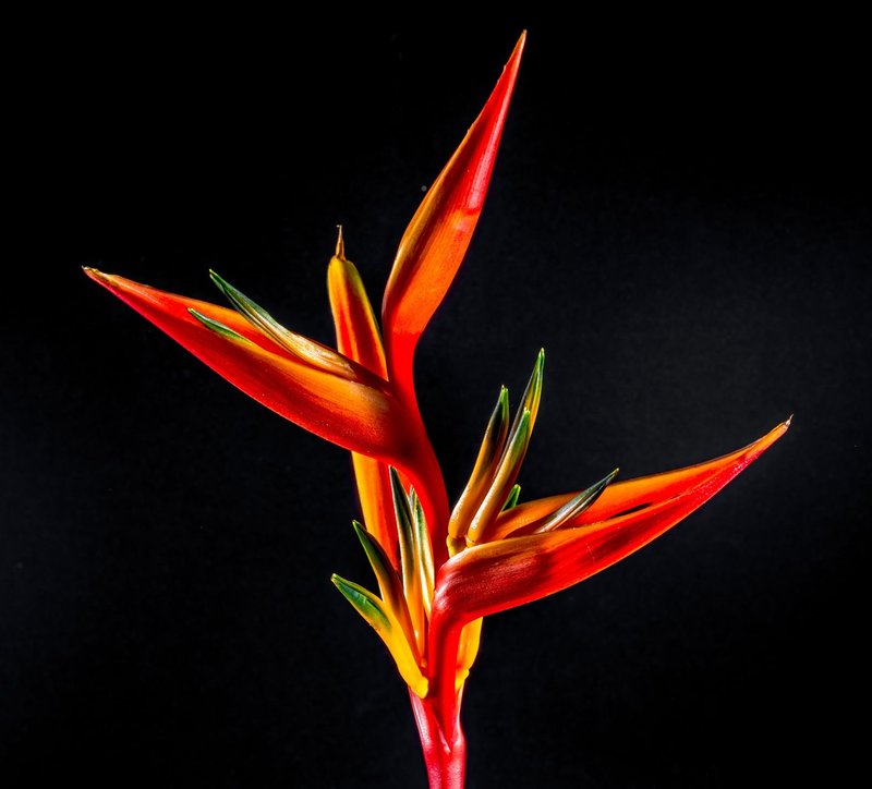 Close-up of a vibrant Heliconia flower with striking colors against a black backdrop.