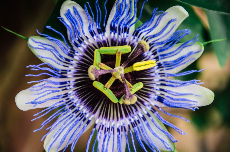 Detailed close-up of a vibrant passion flower showcasing its intricate blue and white patterns.
