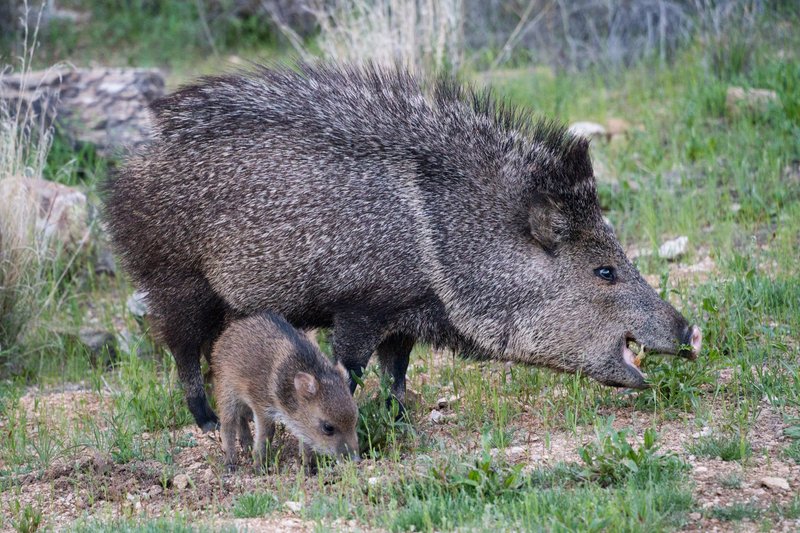 A pair of javelinas roaming freely in the picturesque wilderness of Tucson, Arizona.