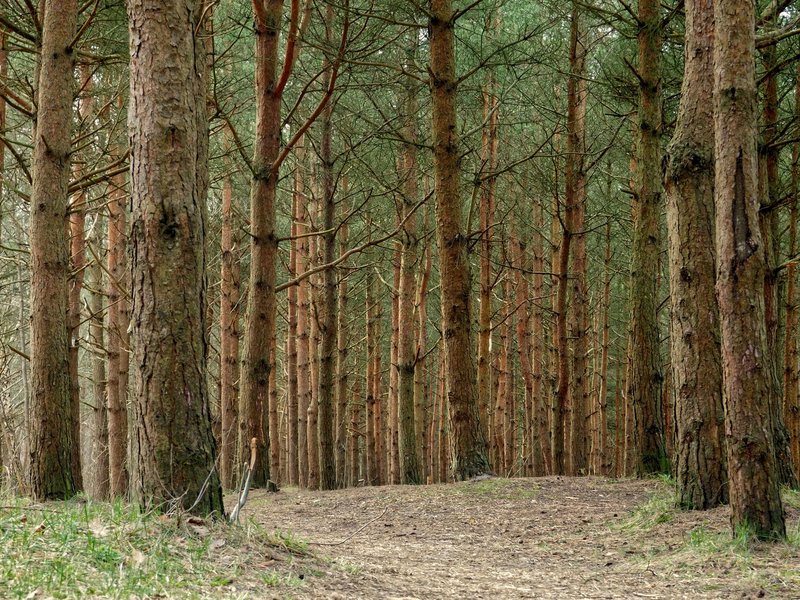 Serene forest path surrounded by tall pine trees, perfect for nature walks.