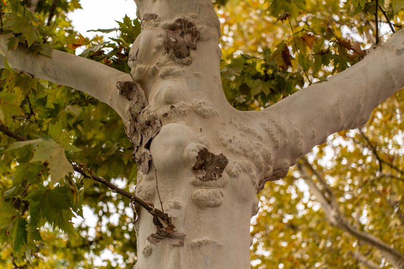 Detailed bark of a plane tree with lush green leaves in the background, showcasing nature's textures.