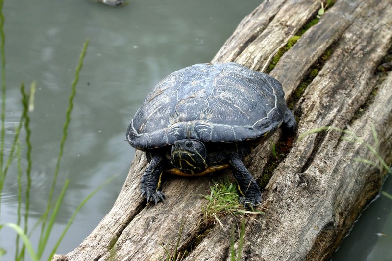 A turtle sunbathes on a log in a tranquil pond setting.