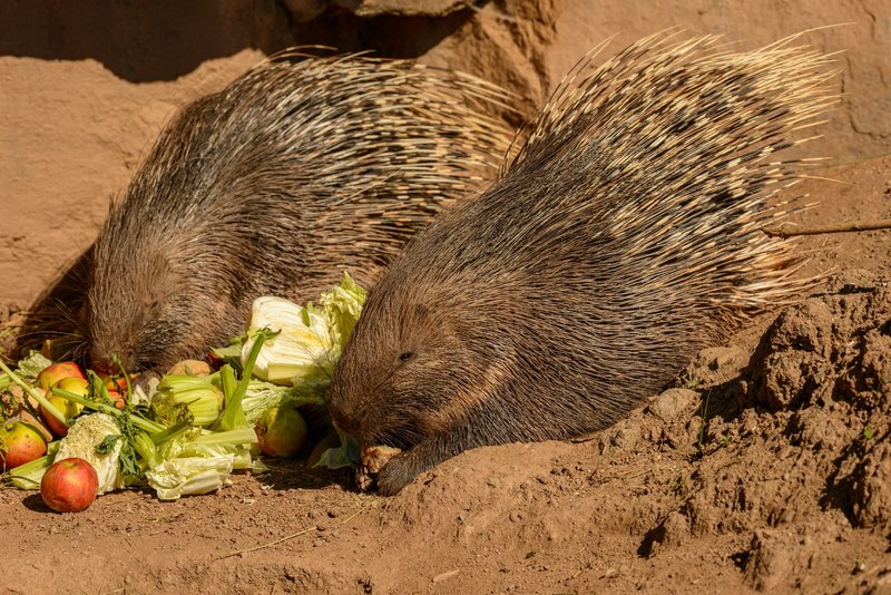 Two porcupines munching on fresh vegetables in an outdoor setting.
