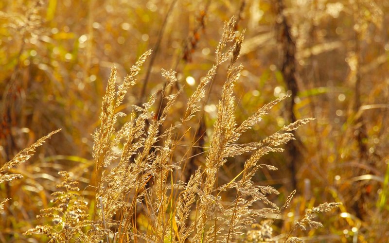 Golden grasses swaying gently in warm autumn sunlight, capturing a serene natural moment.