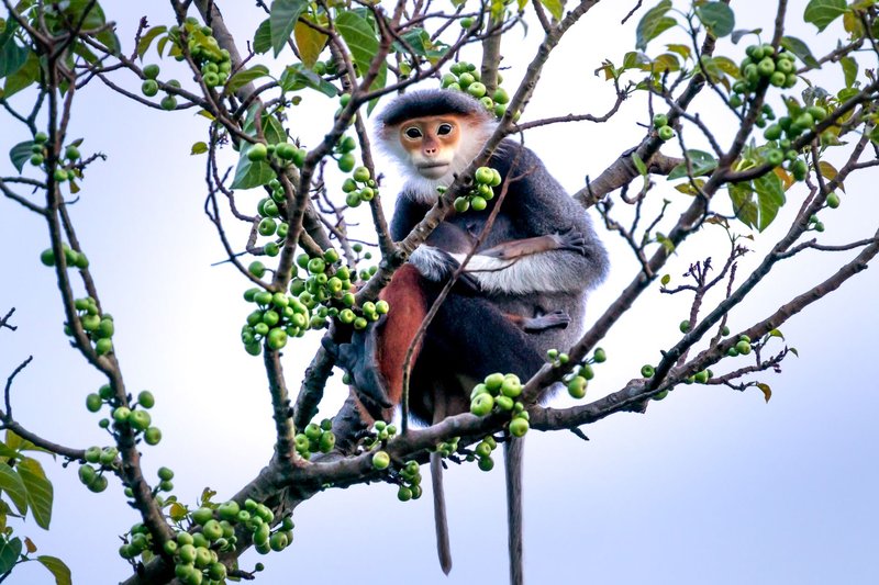 Red-shanked douc langur perched on a branch against a serene sky, surrounded by foliage.